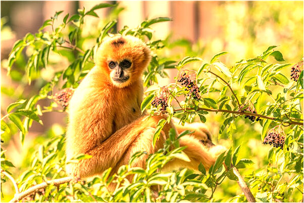 夢到了宅辣椒是咋回事_周公解夢官網