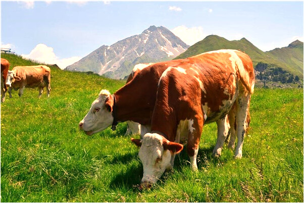 夢到了狗咬腦殼有什麼說法_周公解夢官網