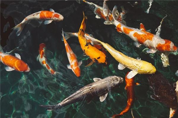 夢見撿魚是什麼意思_周公解夢