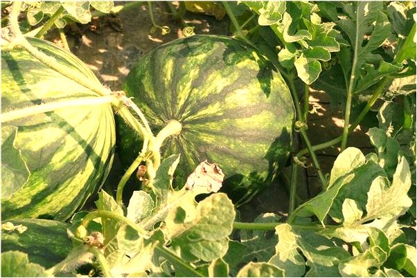 夢到頭別人錢包意味什麼_周公解夢官網