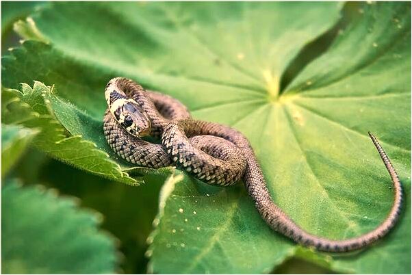 夢到吐出只大青蛙有什麼預兆_周公解夢官網