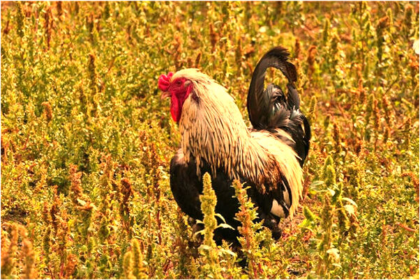 夢見去朋友哪裡好不好_周公解夢官網