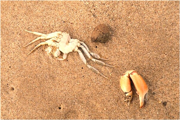 夢到了大拇指爛了預示了什麼_周公解夢官網