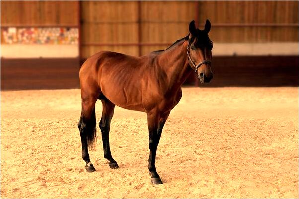 夢到了弟弟抓大魚有什麼意思_周公解夢官網