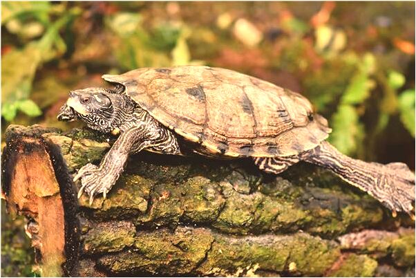 夢到了兩個女人三輪車我是不是好的徵兆呢_周公解夢官網