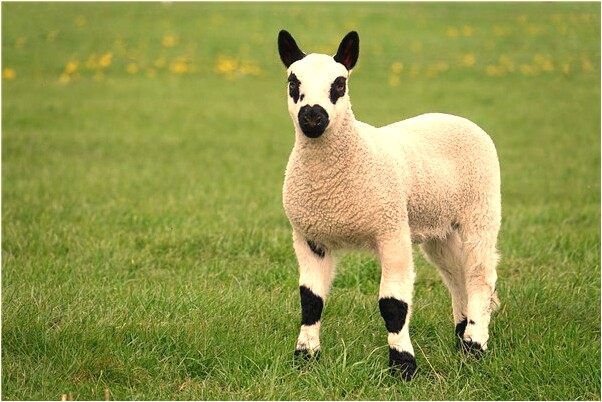 夢見馬車奔跑是什麼預兆？_周公解夢官網