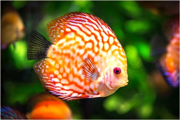 夢到了有人說我沒錢有什麼預兆_周公解夢官網