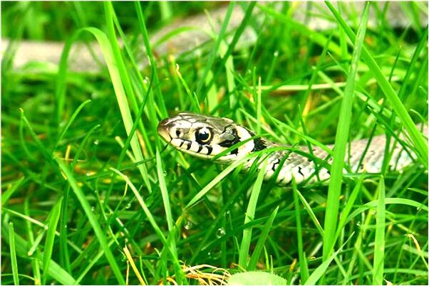 夢見和女友在雨中是啥意思_周公解夢官網