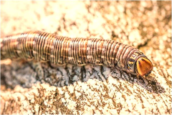 夢見在冰上坐馬車會有什麼預兆_周公解夢官網