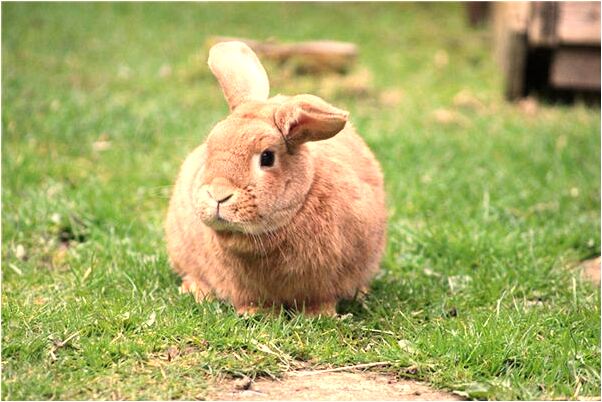夢到菜打落到地會是什麼預兆_周公解夢官網