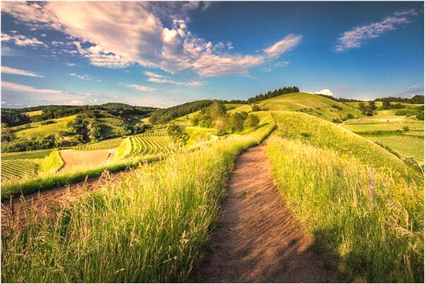 夢到了狗與狗煮麵預兆了什麼嗎_周公解夢官網