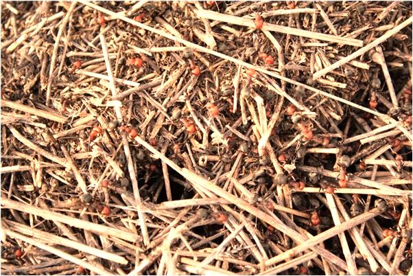 夢到了懷孕做蛇是男寶預示什麼_周公解夢官網