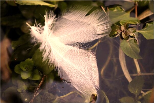 夢到了上半夜蛇後趕走有什麼意思_周公解夢官網