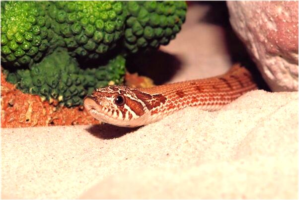 夢到了坐車爬山車倒退有什麼預示嗎_周公解夢官網