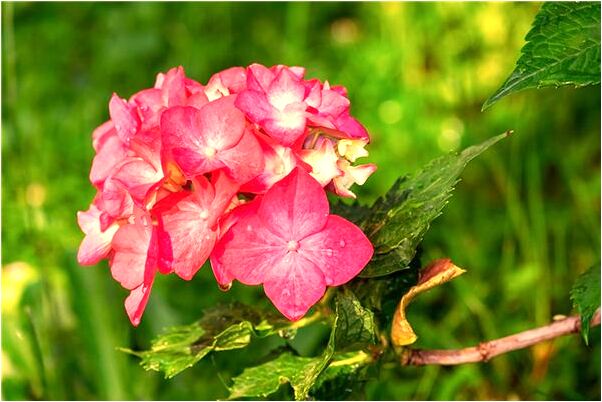 夢見跟錦鯉一起在水中游怎么回事_周公解夢官網