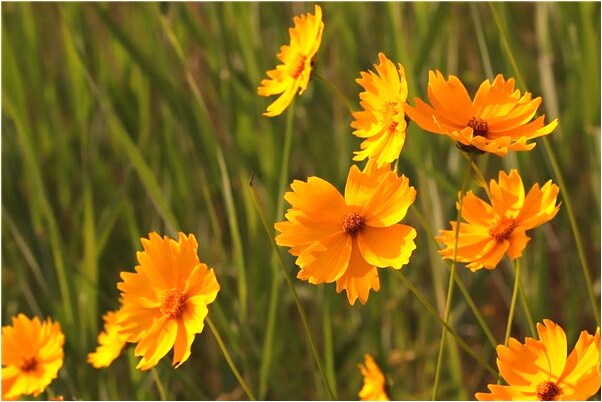 夢見白菜介疙瘩會怎么樣_周公解夢官網