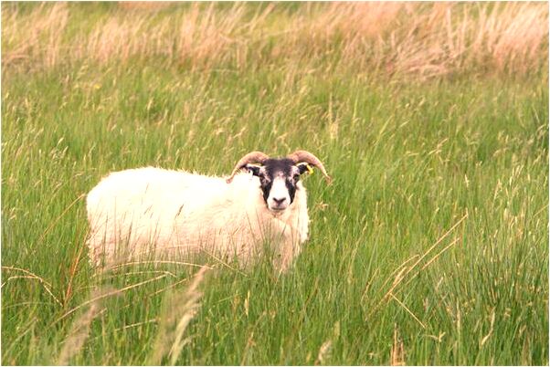 夢到有位先生給我施法是什麼徵兆_周公解夢官網