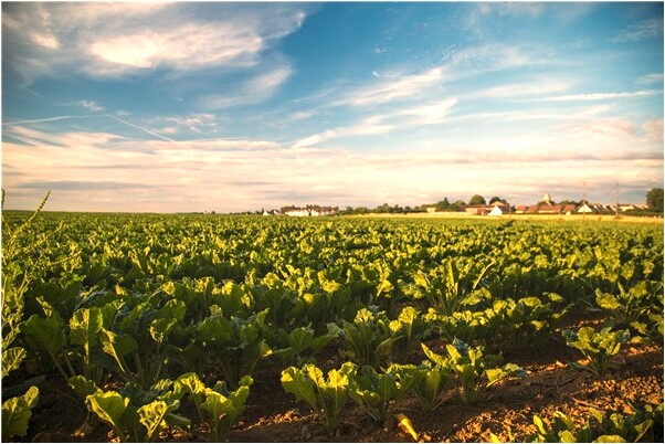 夢見我殺死了一條大白蛇是什麼徵兆_周公解夢官網