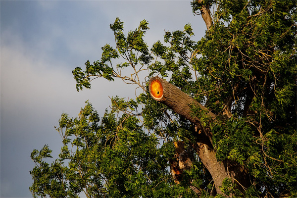 夢到鋸樹枝是什麼意思_周公解夢