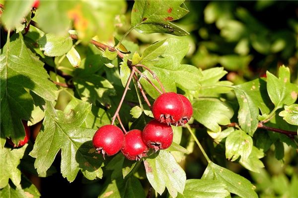 夢見山楂果意味什麼_周公解夢