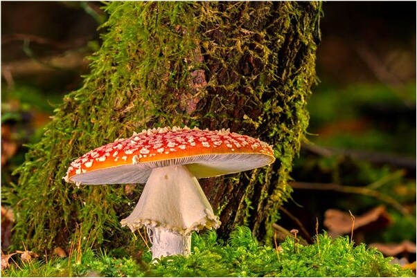 夢到和黃金莽睡覺是咋回事_周公解夢官網