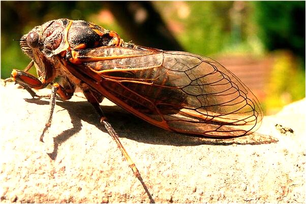夢見喜歡我的男人自殺有何寓意_周公解夢官網