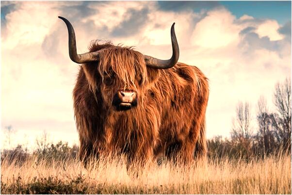 夢見一片段預告海是什麼預兆_周公解夢官網