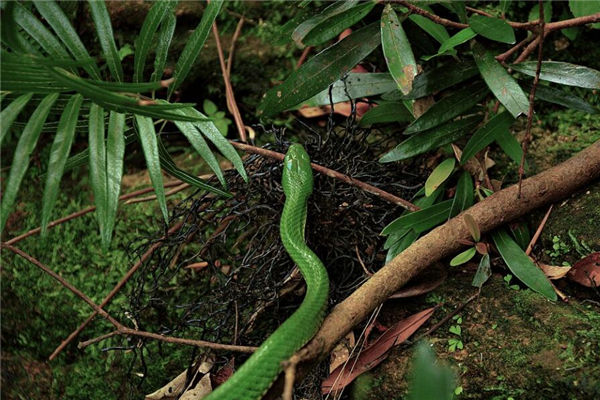 夢見被蛇咬是什麼意思周公解夢_周公解夢