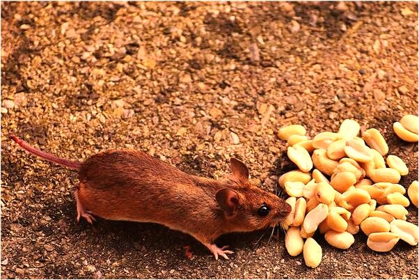 夢見梳頭照鏡子會是什麼預兆_周公解夢官網