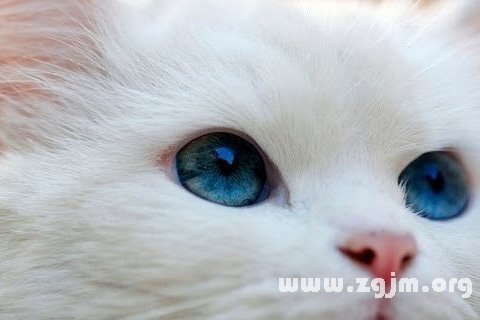 夢見白貓_周公解夢夢到白貓是什麼意思_做夢夢見白貓好不好_周公解夢官網