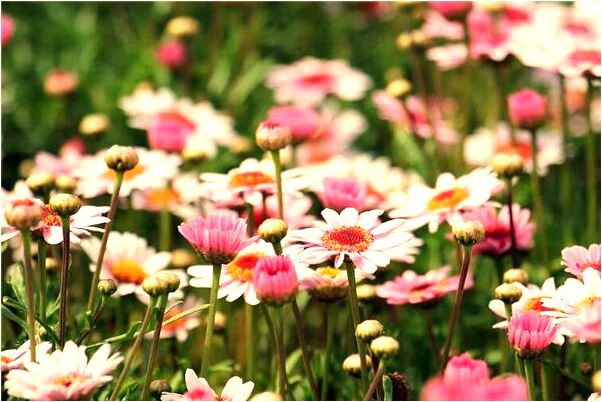 夢到上牙全碎了有什麼含義_周公解夢官網