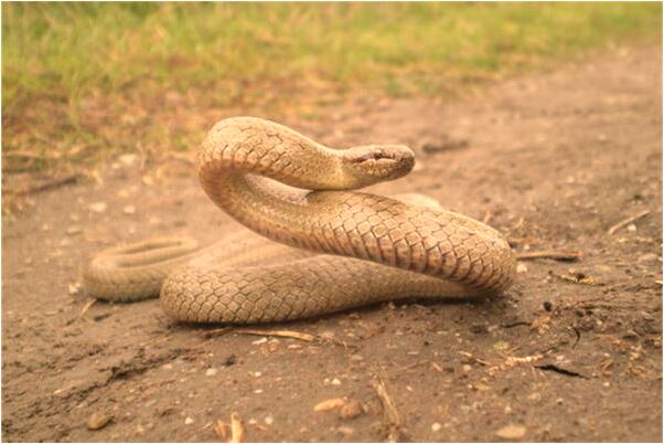 夢到情人在洗鍋什麼寓意_周公解夢官網