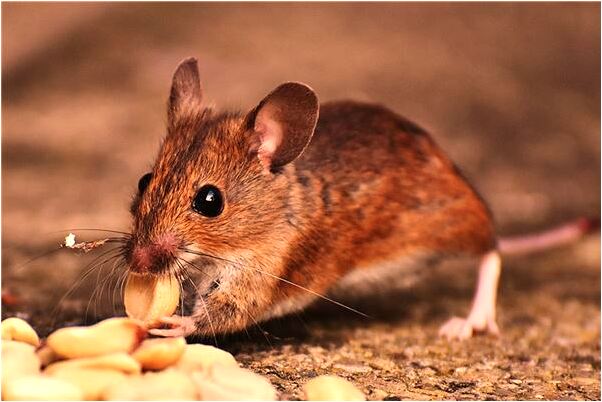 夢見有好多老鼠有什麼預兆_周公解夢官網