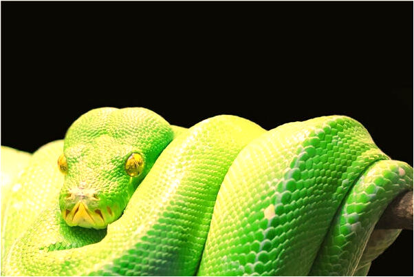 夢見別人送我男嬰是吉兆嗎?_周公解夢官網