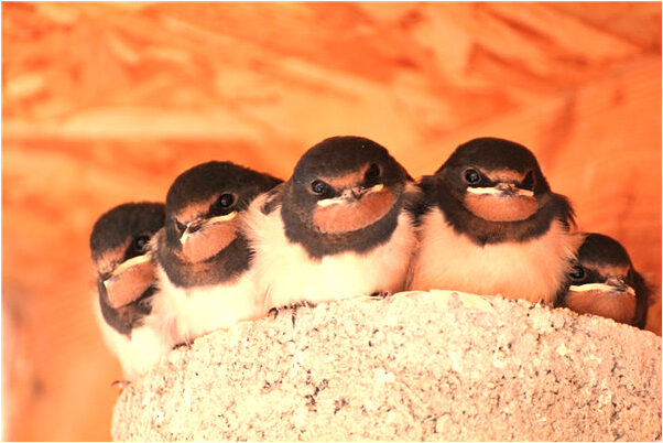 夢見靈堂倒下來砸到車有什麼寓意嗎?_周公解夢官網