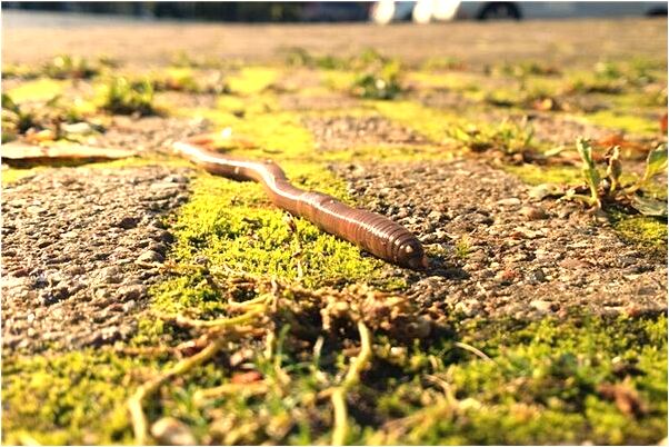 夢到了超生了二胎女孩是什麼意思_周公解夢官網