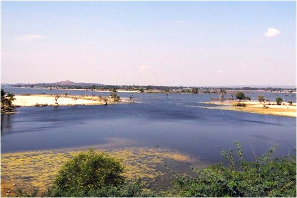 夢見參天大槐樹意味著什麼_周公解夢官網