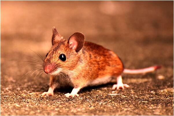 夢到廁所的蛆上身會有什麼預兆_周公解夢官網