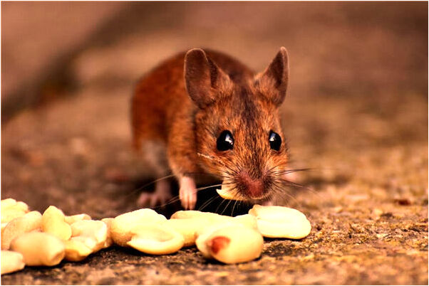 夢到了蚊子喝了自己很多血預示了什麼_周公解夢官網