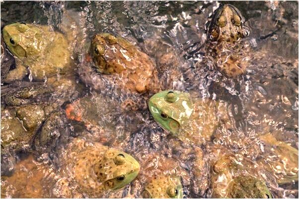 夢見被金色的小動物抓傷怎么樣_周公解夢官網