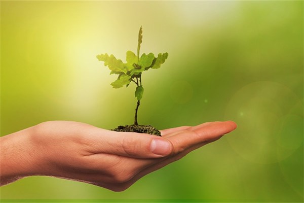 夢到種小樹預示了什麼_周公解夢