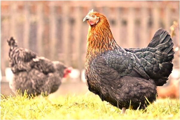 夢到了夢件和前男友複合有什麼意義嗎_周公解夢官網