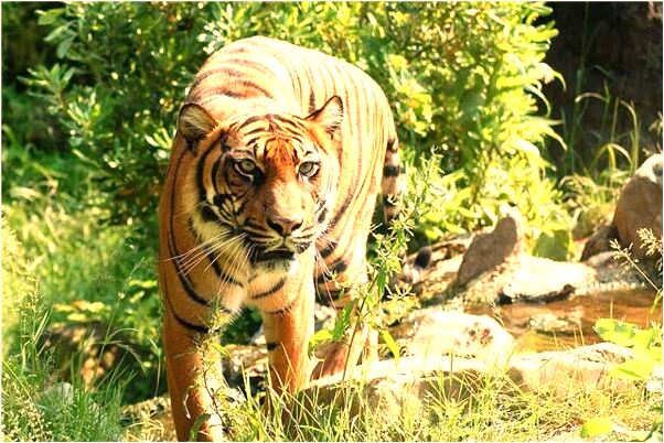 夢見懷孕的狗狗怎么說_周公解夢官網