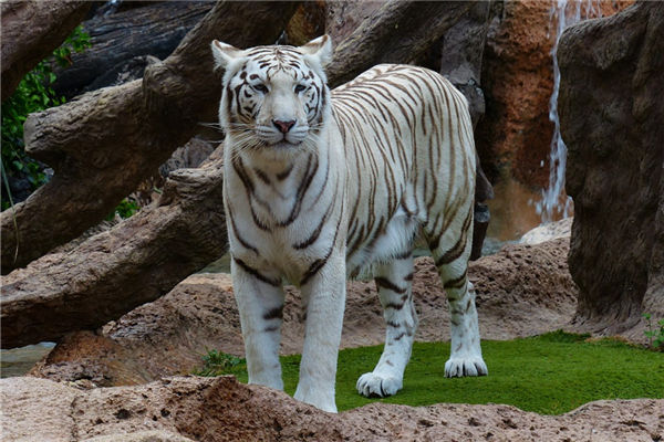 屬相虎2021年歲數運勢_十二生肖