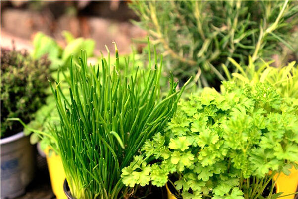 夢到了掉豬圈裡了什麼寓意_周公解夢官網