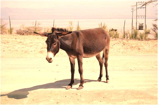 夢見捉蛇打死幾條蛇是啥預兆_周公解夢官網