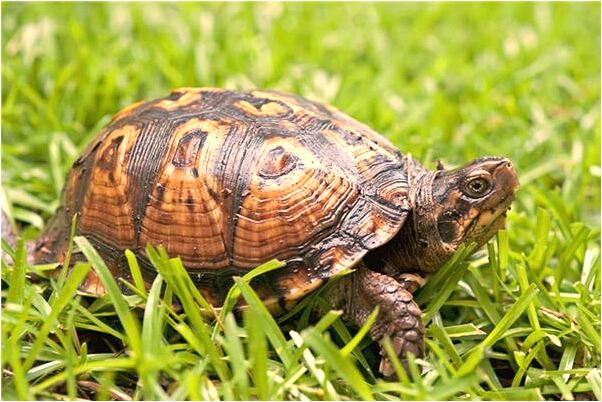 夢見和別的女人曖昧是怎么回事_周公解夢官網