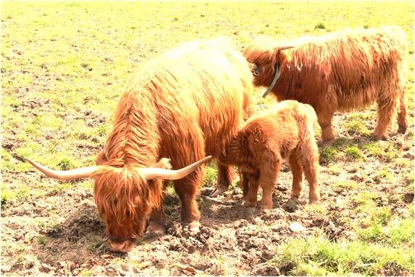 夢到了領導送青菜是什麼預兆_周公解夢官網