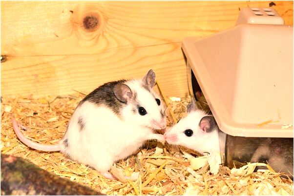 夢到捉到好多魚會怎么樣_周公解夢官網