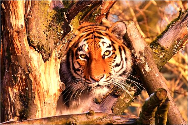 夢見狗在我凳子上拉屎是什麼兆頭_周公解夢官網